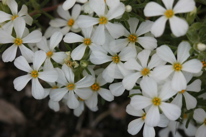 Nuttall's Linanthus